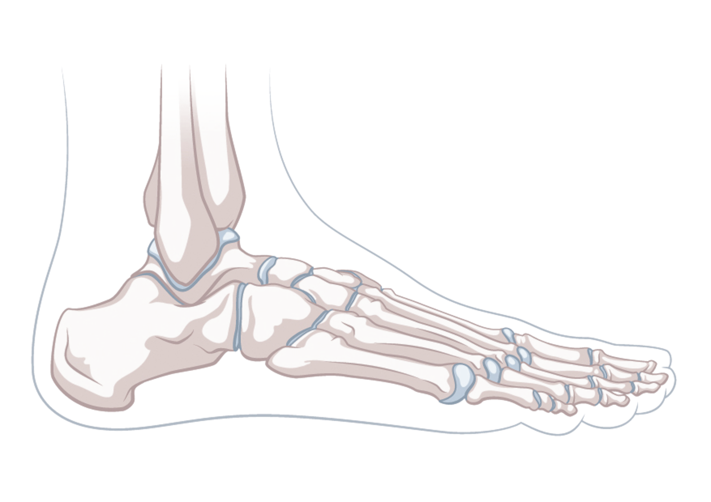 Vorlage-Fuss-lateral_screen